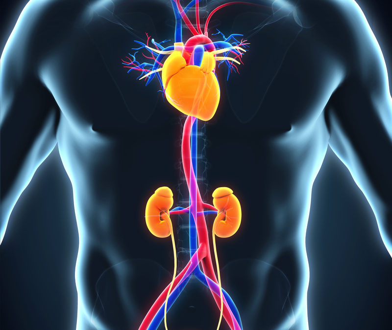 The Graphic model of aortic aneurysm and artery