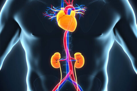 aortic aneurysm and artery