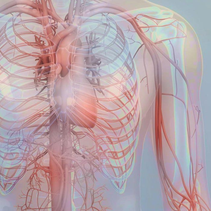 hybrid ani vascular system diagram